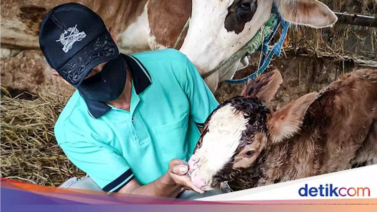 Unik! Anak Sapi di Kulon Progo Ini Punya 2 Hidung Berfungsi Normal