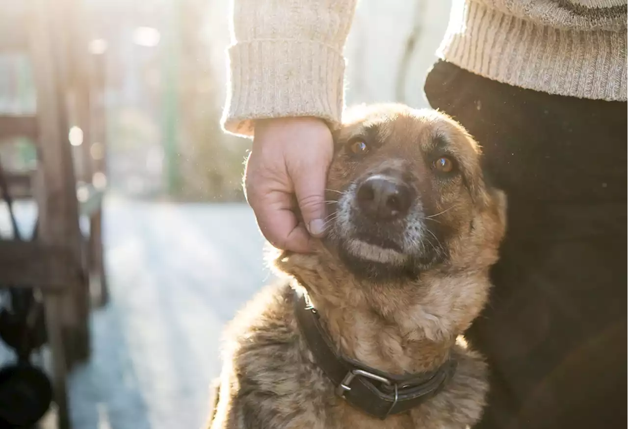 The Many Health Risks of Animal Hoarding