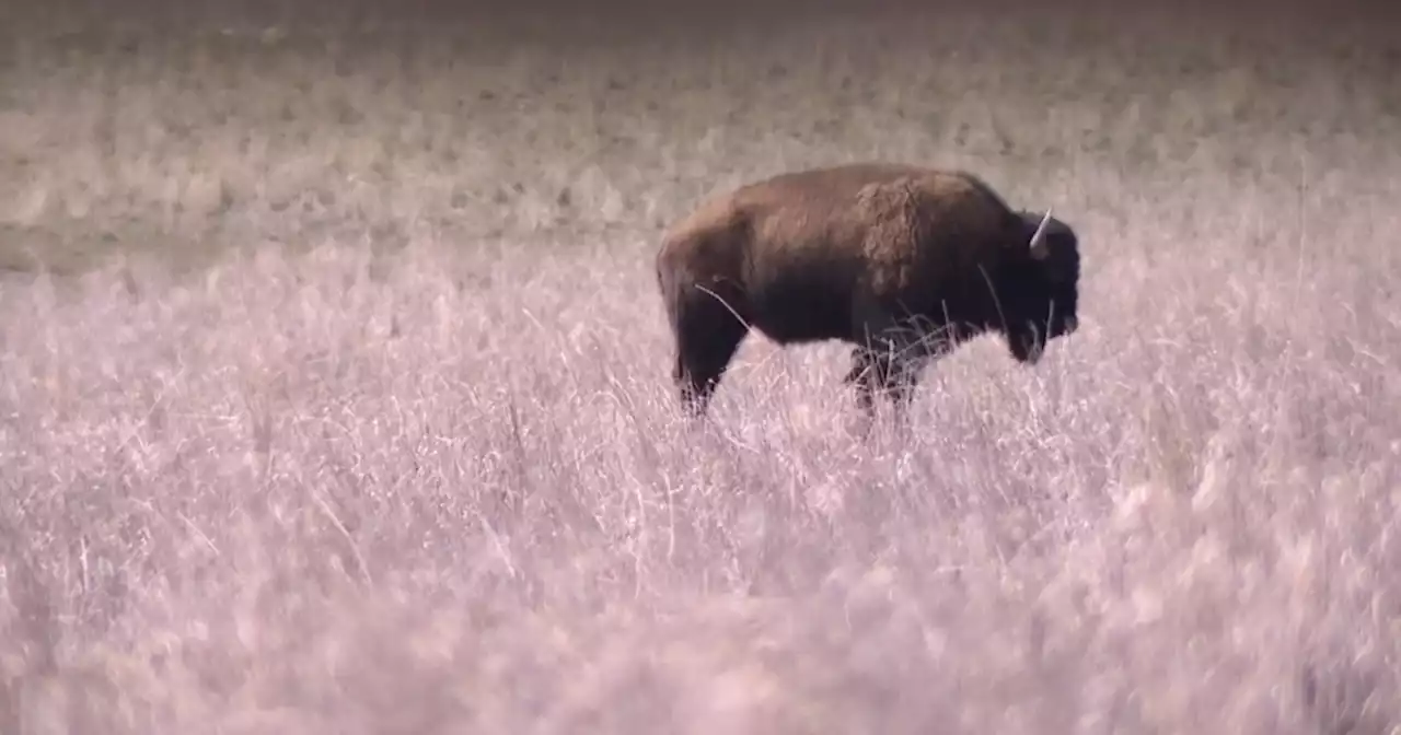 Less water in the Great Salt Lake may mean more wandering wildlife