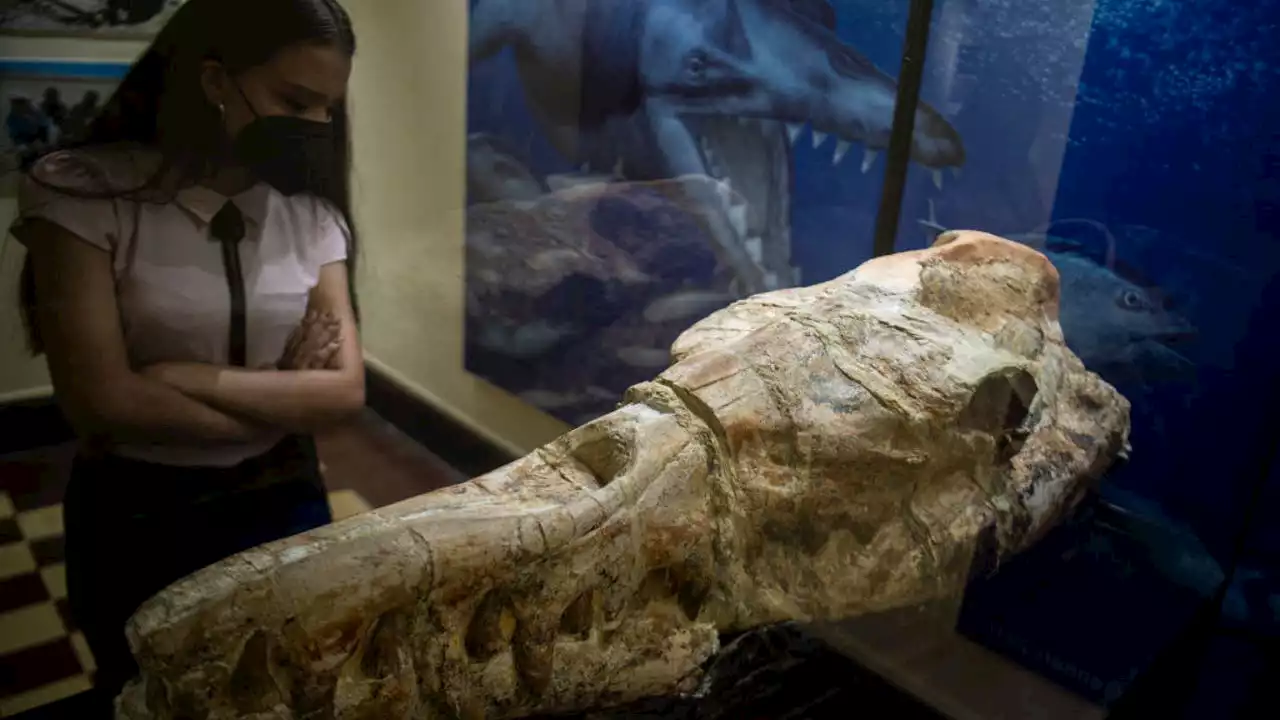 Scientists unearth origins of ‘marine monster’ skull from Peru