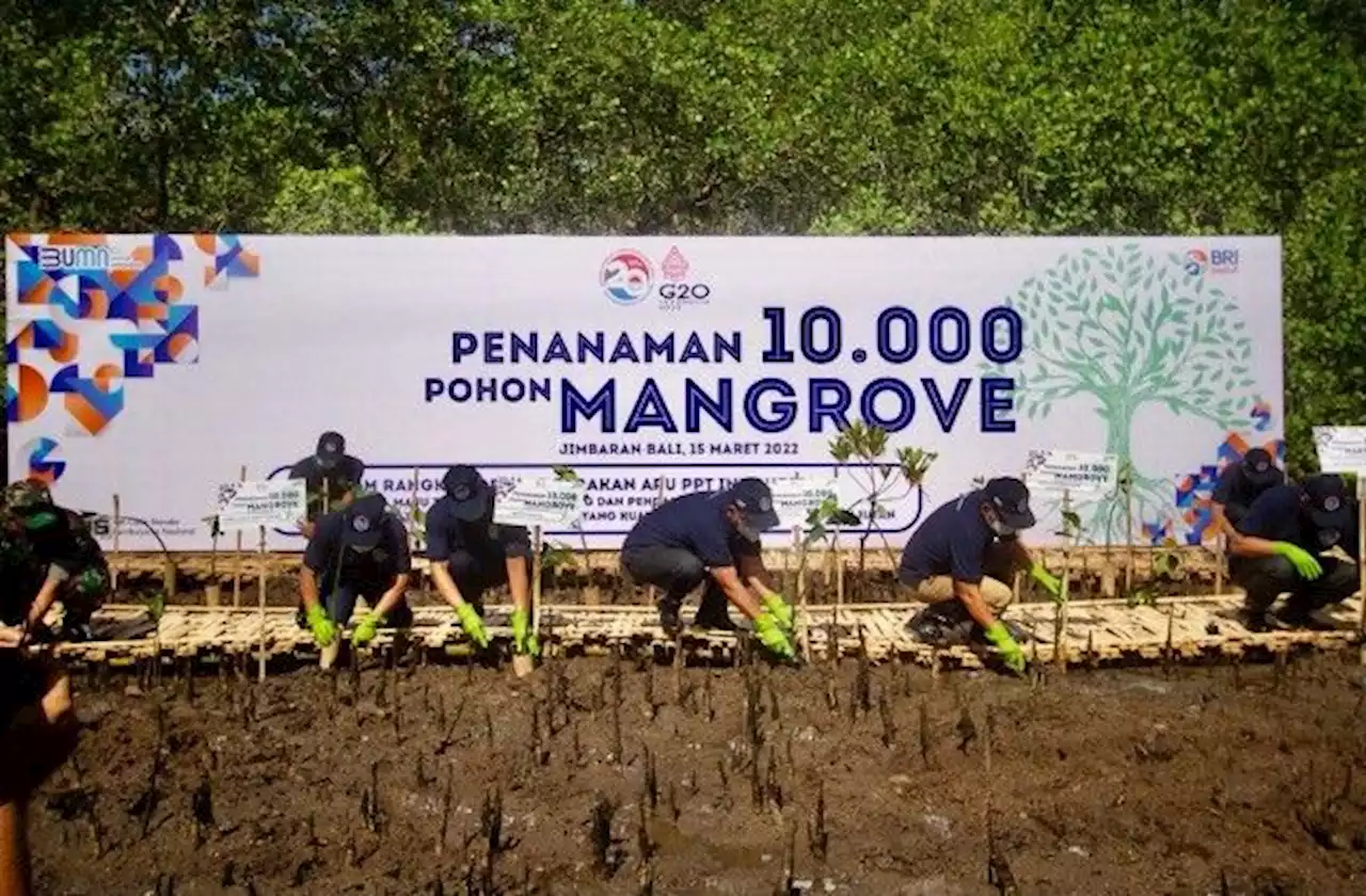 BRI dan PPATK Tanam 10.000 Mangrove di Bali