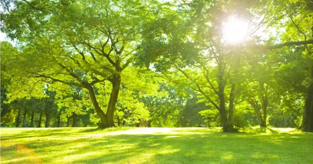 Ireland set for sunny weather spells as temperatures expected to climb next week | JOE.ie