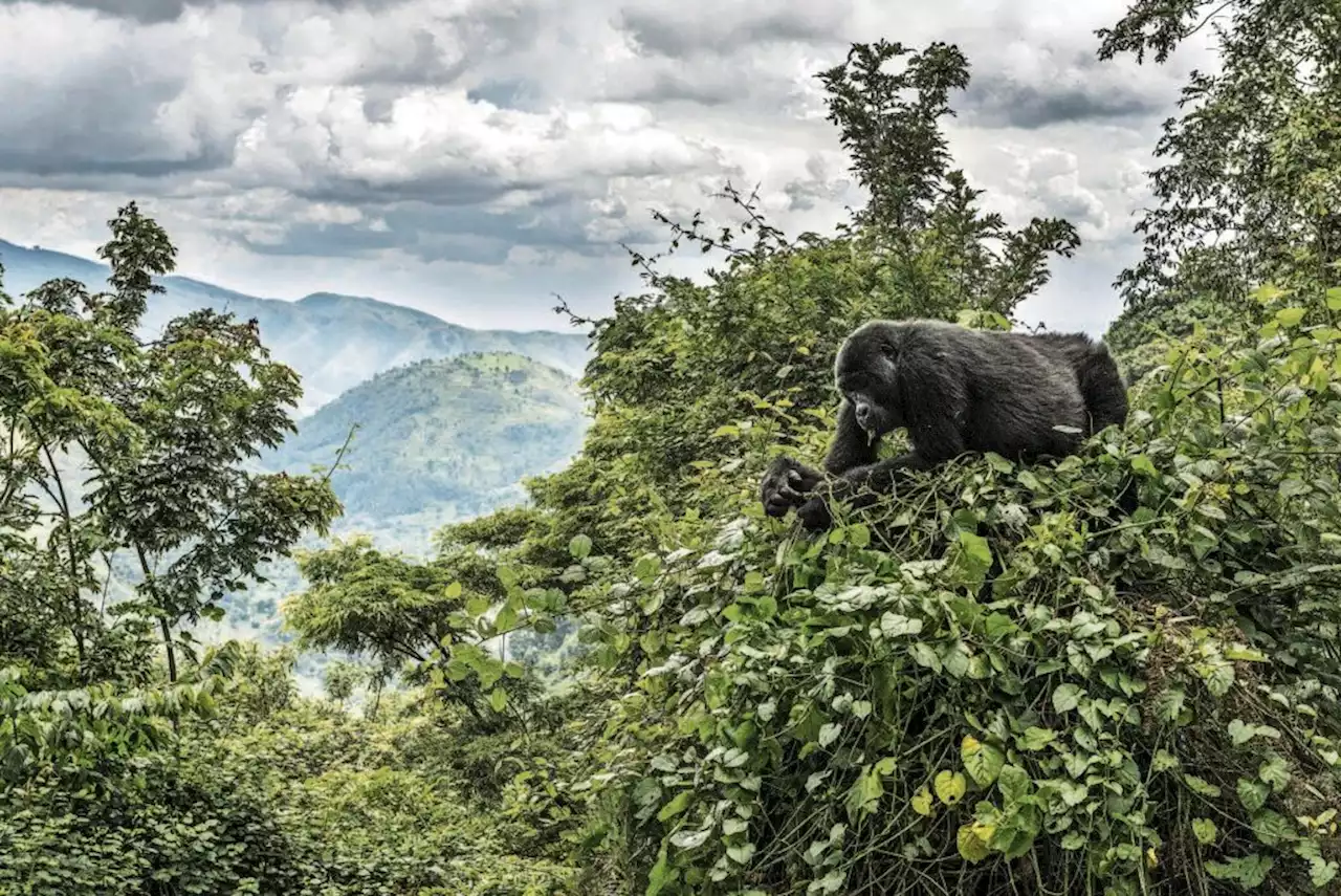 Mountain gorillas search for new water sources