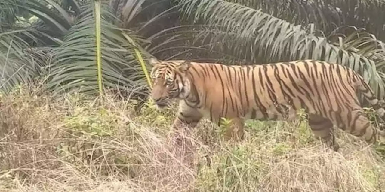 Viral Foto Harimau Berkeliaran di Kebun Sawit Siak, BKSDA Riau Tegaskan Hoaks | merdeka.com