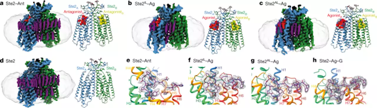 Activation mechanism of the class D fungal GPCR dimer Ste2 - Nature