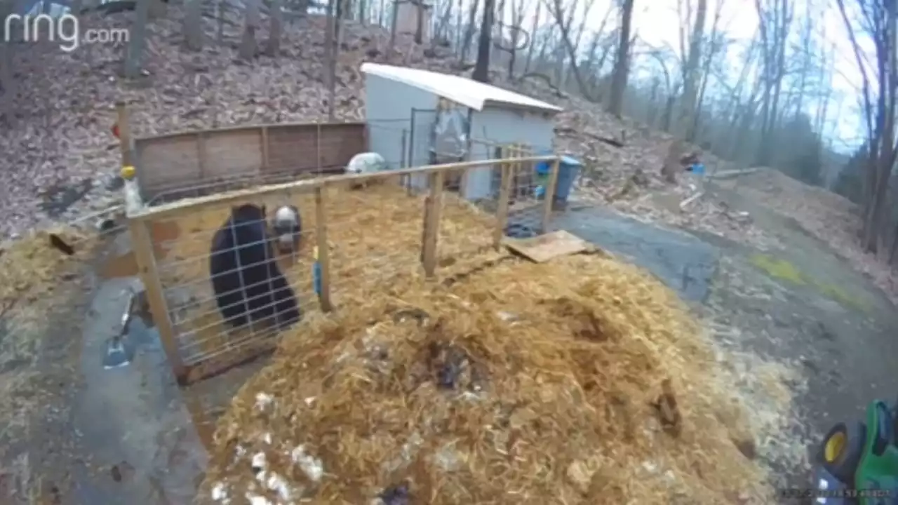 Watch: Pets Pigs Team Up to Chase Off Attacking Bear