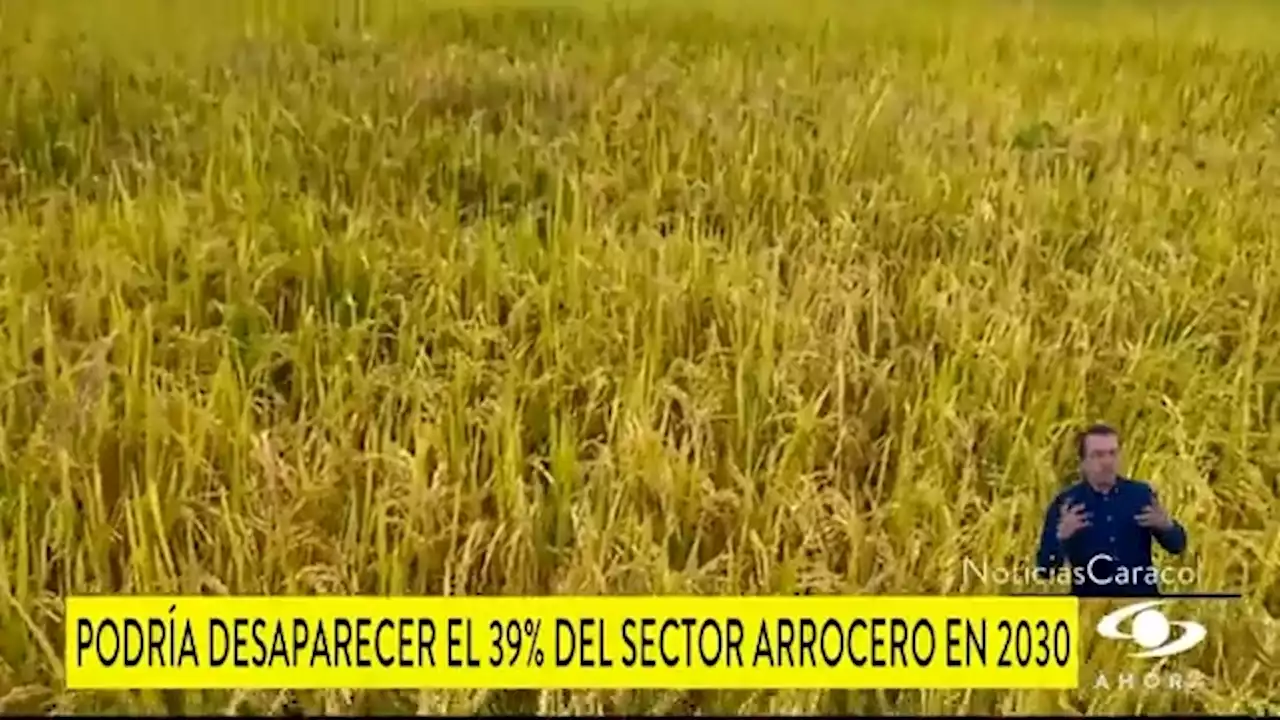 Para el 2030 podría desaparecer el 39% del sector arrocero en el país, según estudio