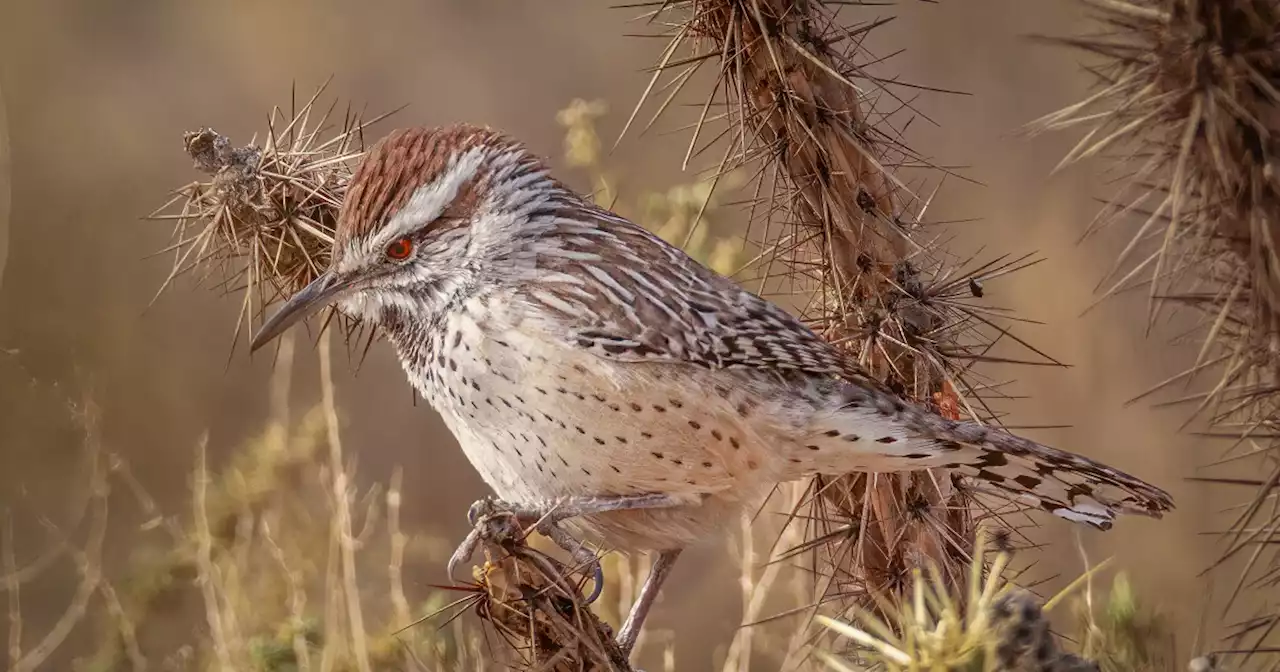 Column: Little bird feeds, perches and nests among ominous cactus spines