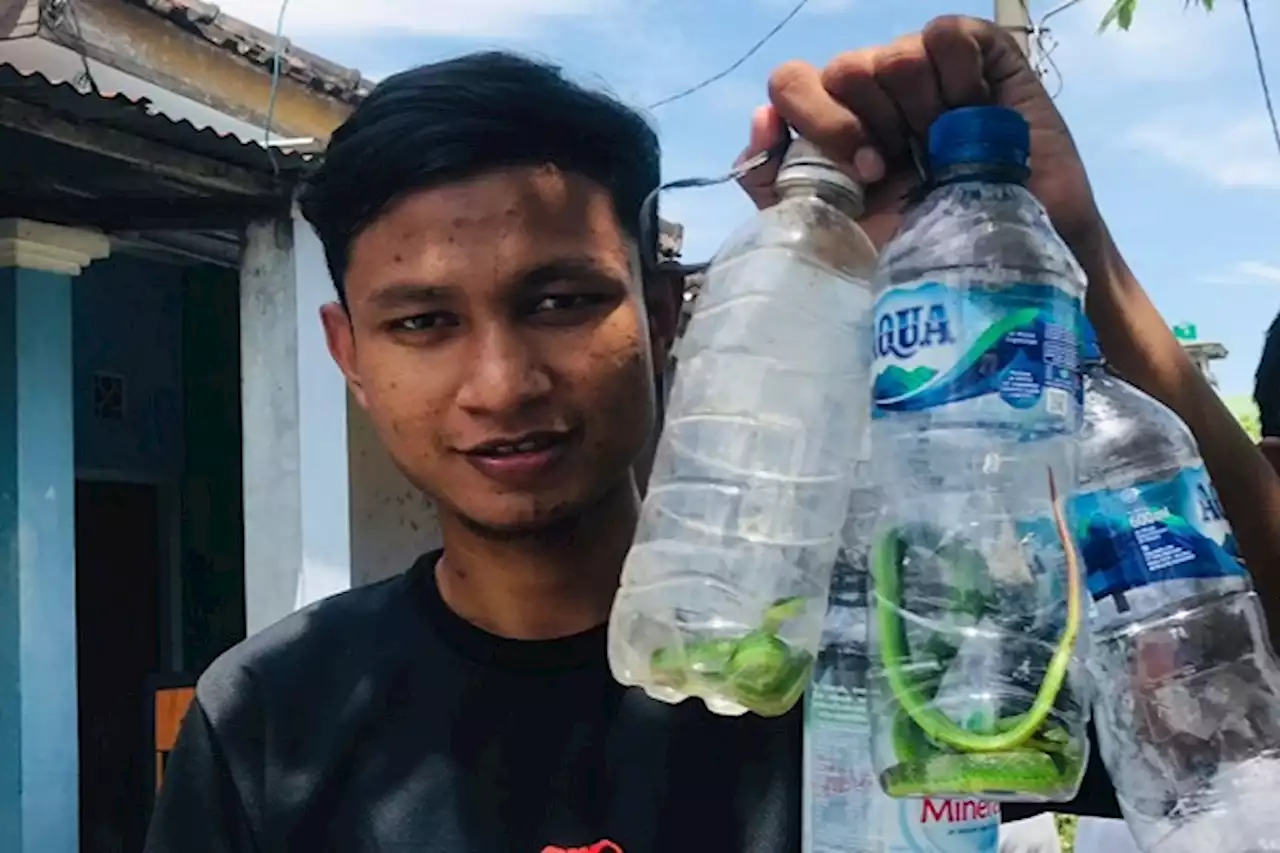 Digigit Ular, Pertolongan Pertama Menentukan Keselamatan Korban