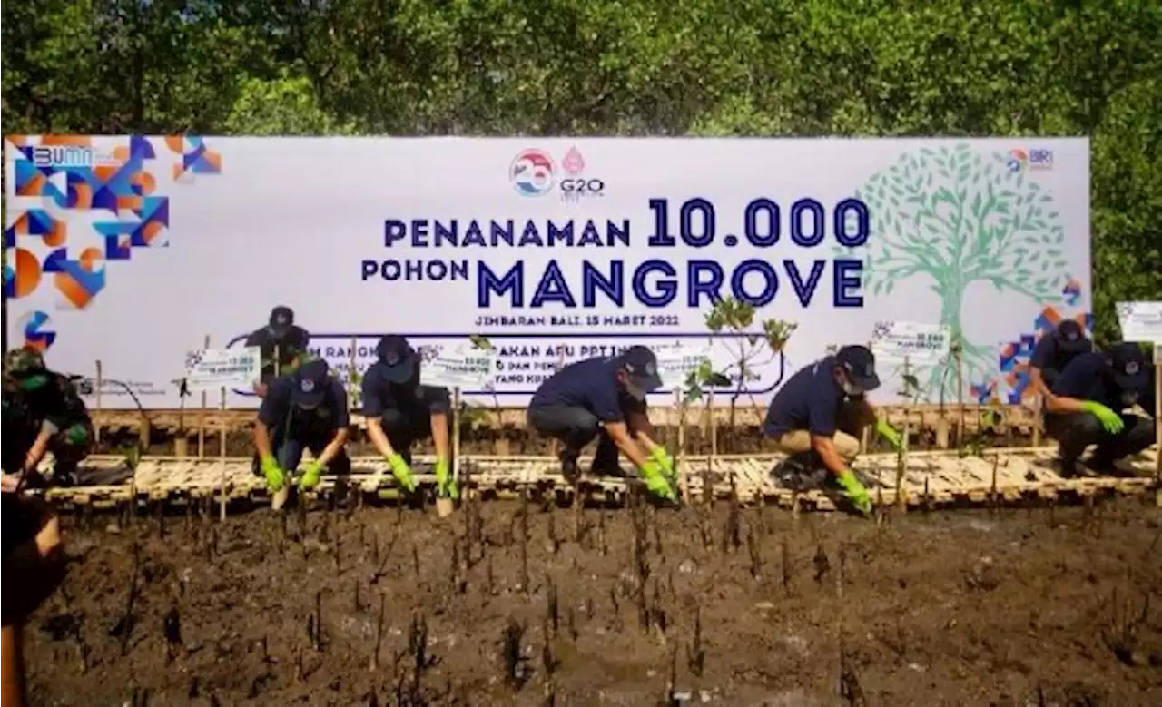 Dukung Gerakan APU PPT Indonesia, BRI Ikut Tanam Mangrove di Bali