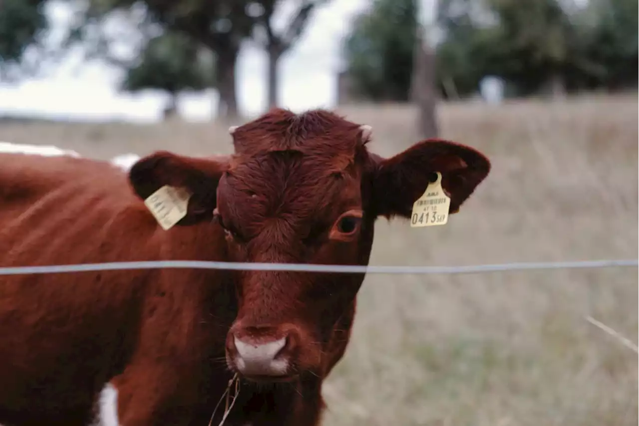 Foot and Mouth disease outbreak detected in northern KZN