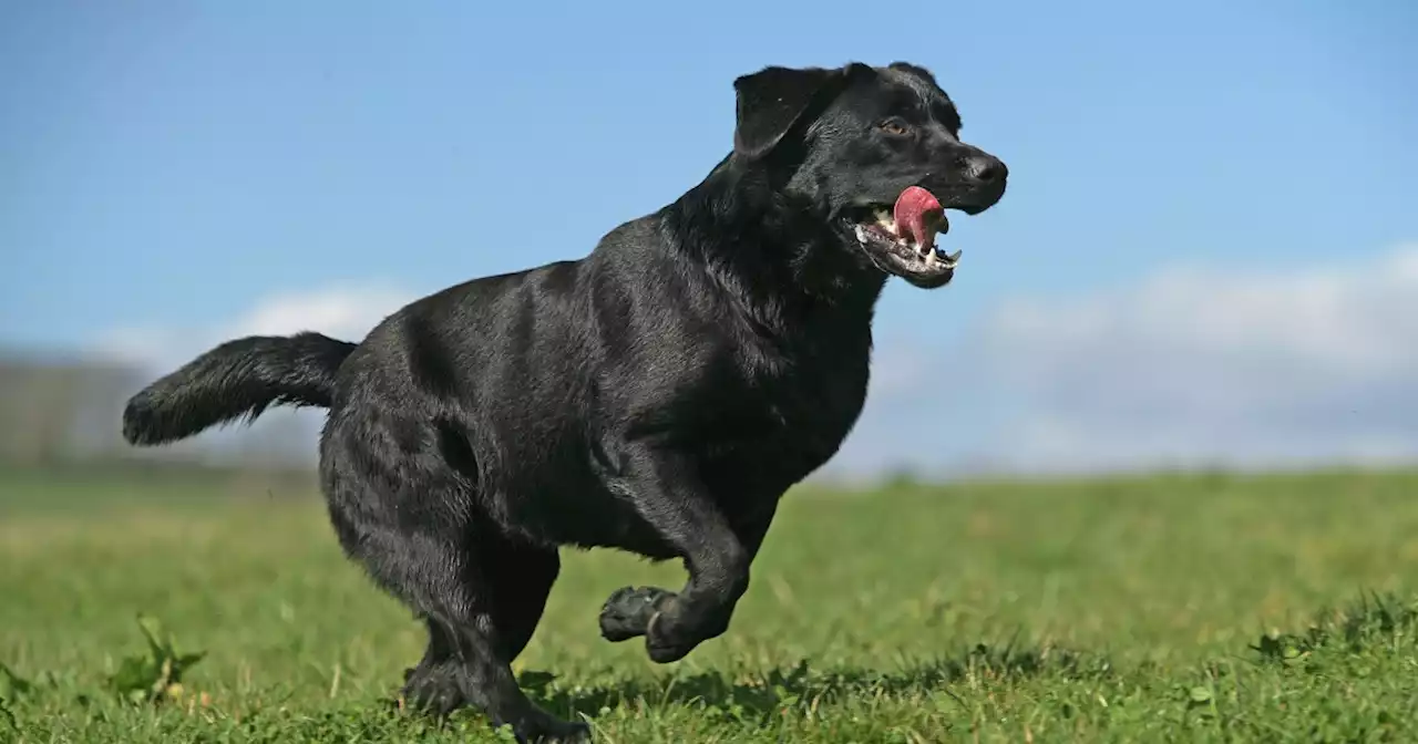 Labs are still No. 1 dog breed in the US but another breed is close on their tails