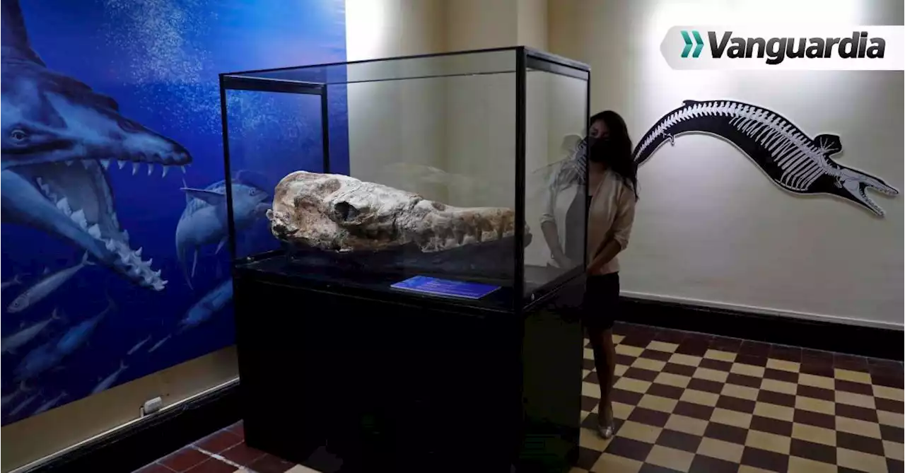 Video: Así era el monstruo marino que habitó Perú hace 36 millones de años