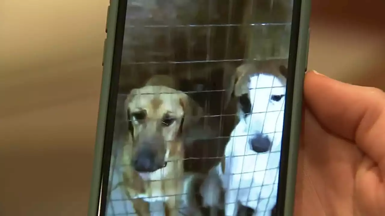 Bay Area nonprofit trying to save volunteers, dogs stranded in Ukraine