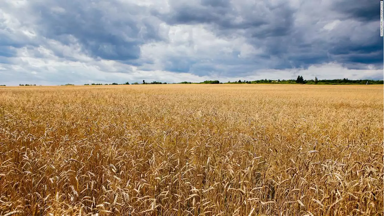 Wheat futures are soaring. Food prices could be next