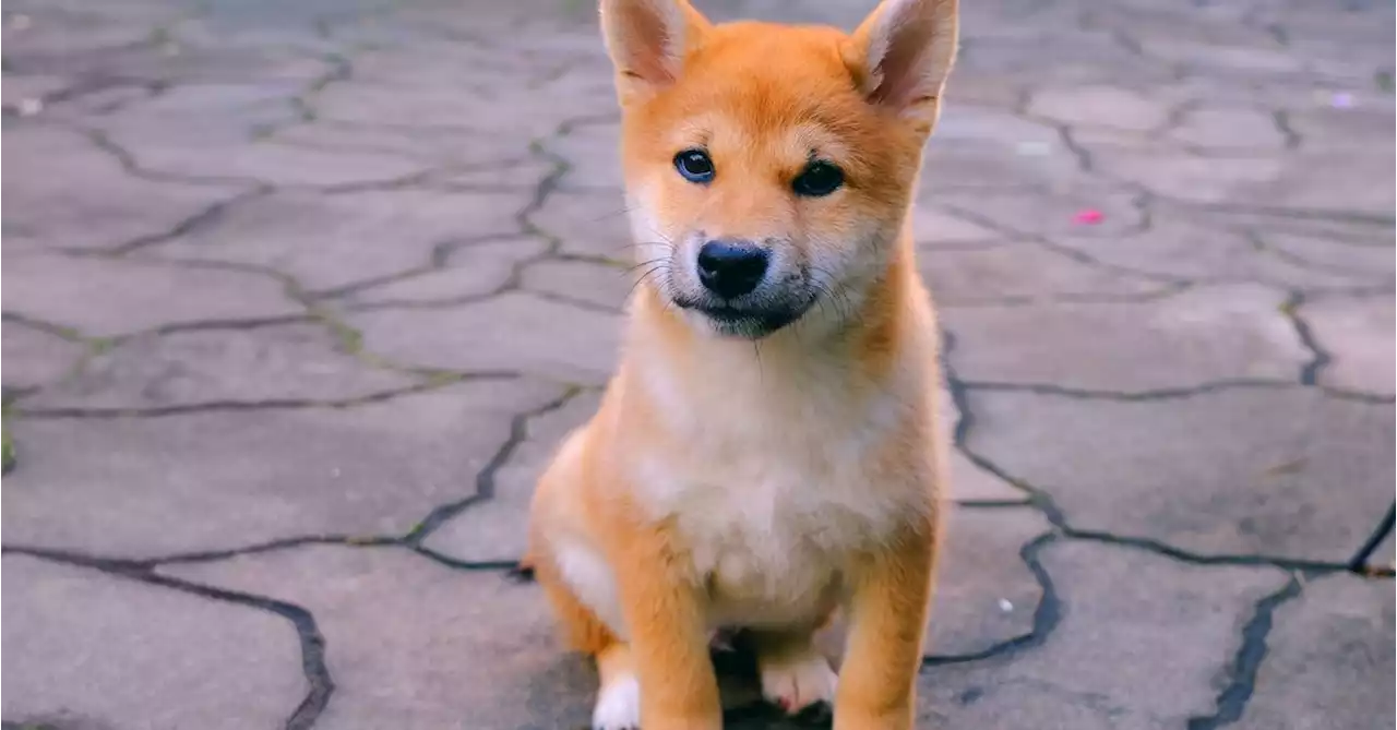 UK Regulator Bans Floki Inu Ads as 'Irresponsible'