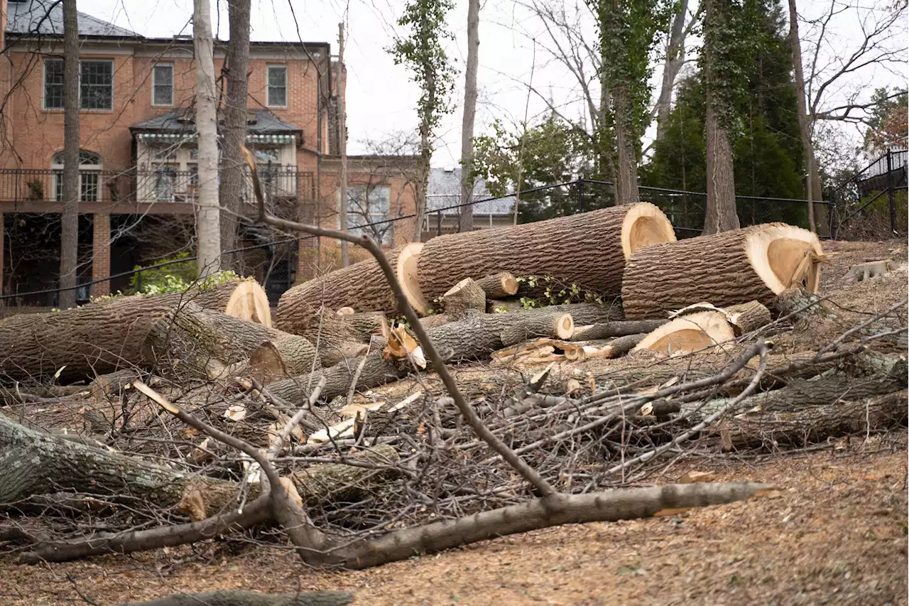 DC Passes Emergency Bill To Stop Illegal Cutting Of Heritage Trees