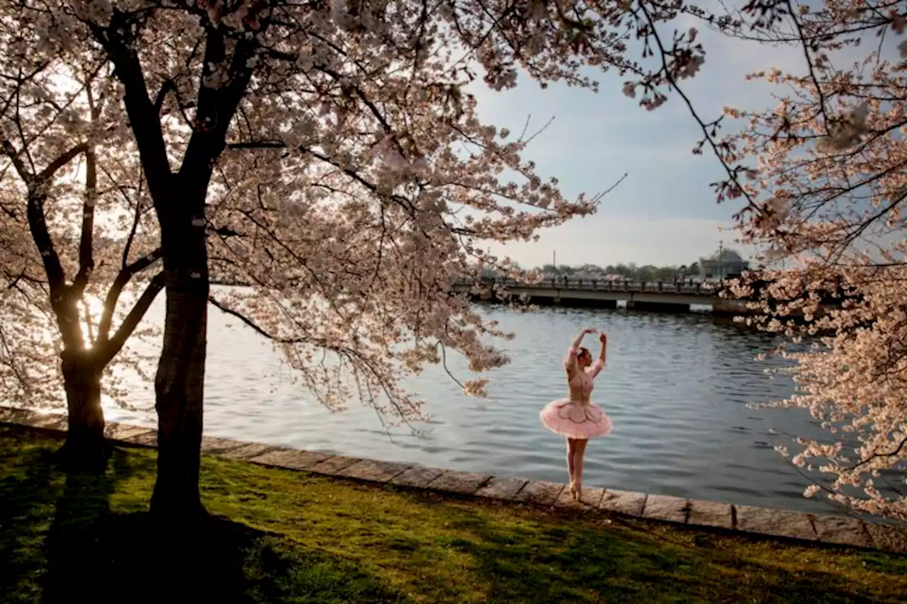 Here's When The Cherry Blossoms Are Expected To Reach Peak Bloom This Year