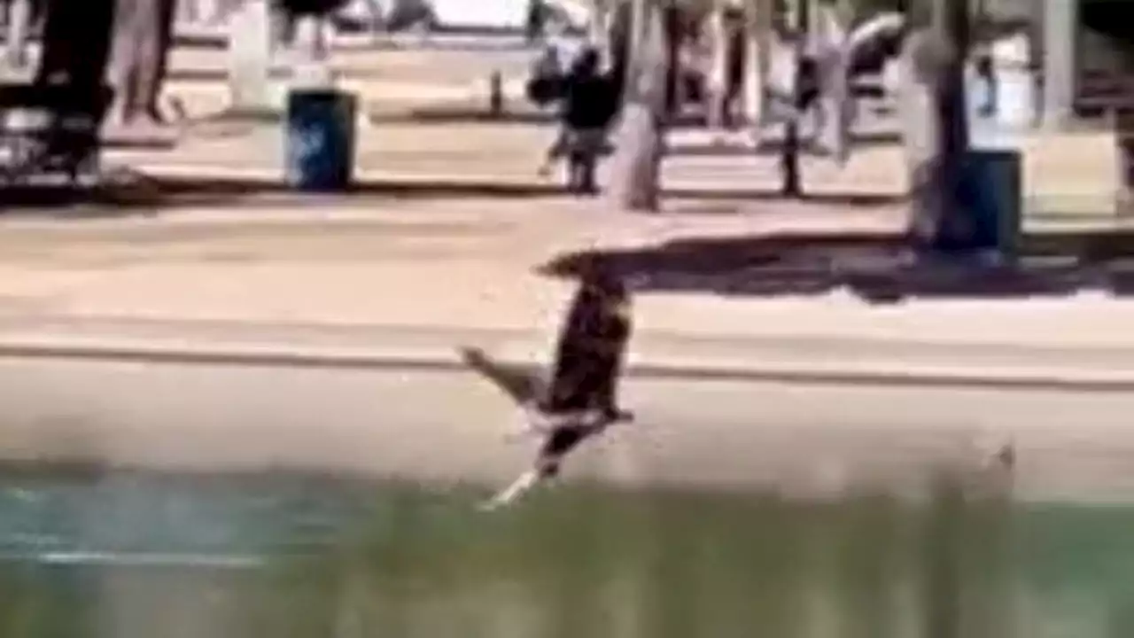 Watch as a young Bald eagle goes fishing in Scottsdale