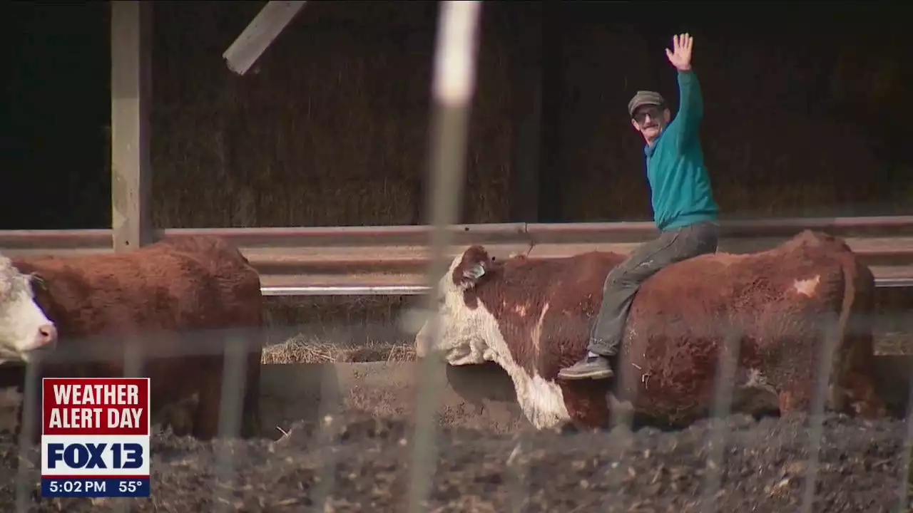 Cattle farmer rescues driver after car stalls on road flooded by Snohomish River