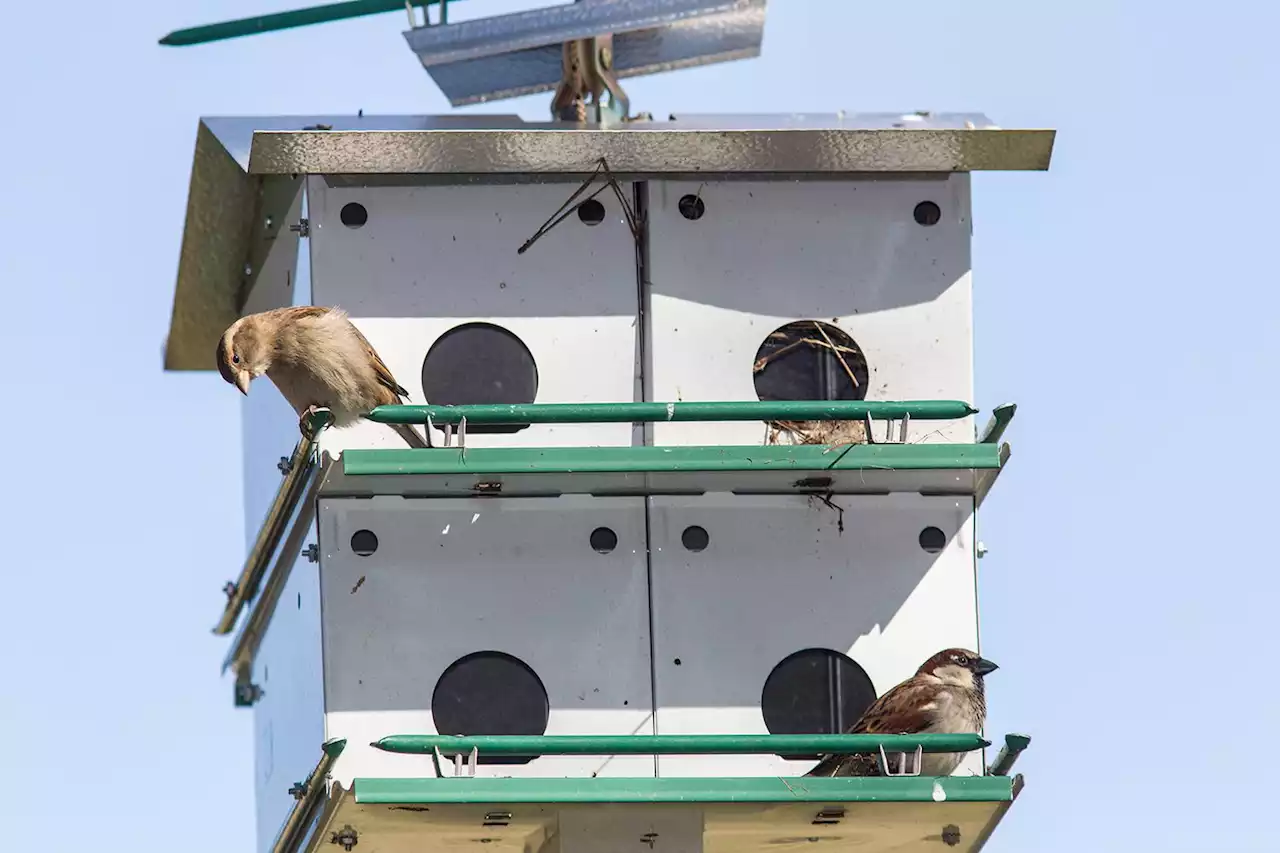 House sparrows aren’t native, but they’ve made Houston their home