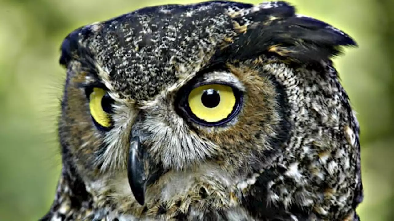 WATCH: Adorable video shows orphaned owlet being fed by puppet