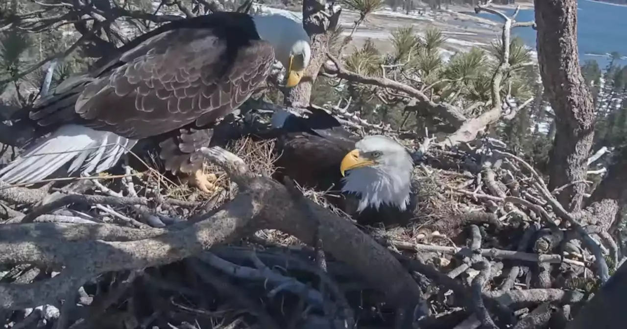 Big Bear Bald Eagle Couple Is Expecting Any Day Now