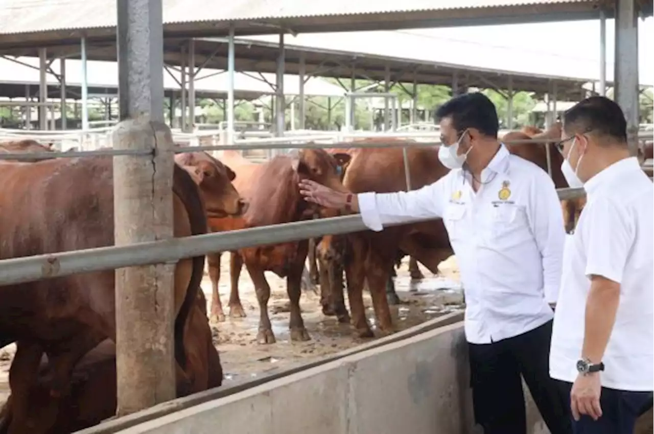 Kunjungi Peternakan Sapi di Tangerang, Mentan SYL Pastikan Stock Sapi Siap Potong Aman Hingga Lebaran