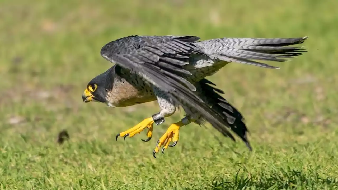 Surprise! Annie, UC Berkeley’s beloved peregrine falcon, is back