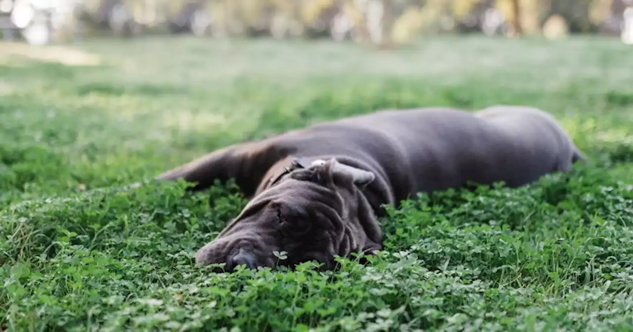 Add This To Your Lawn For A Healthier & More Wildlife-Friendly Garden