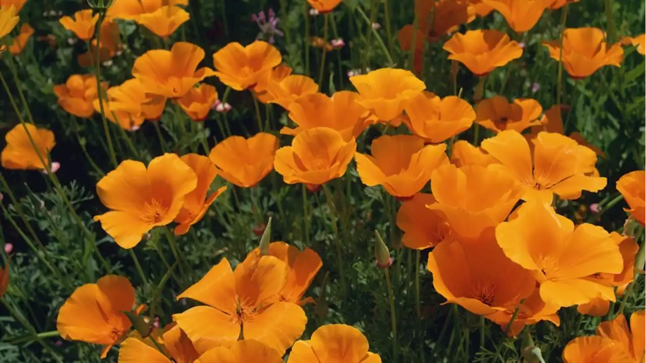 A Poppy-Adjacent Info Center Opens Its Petals