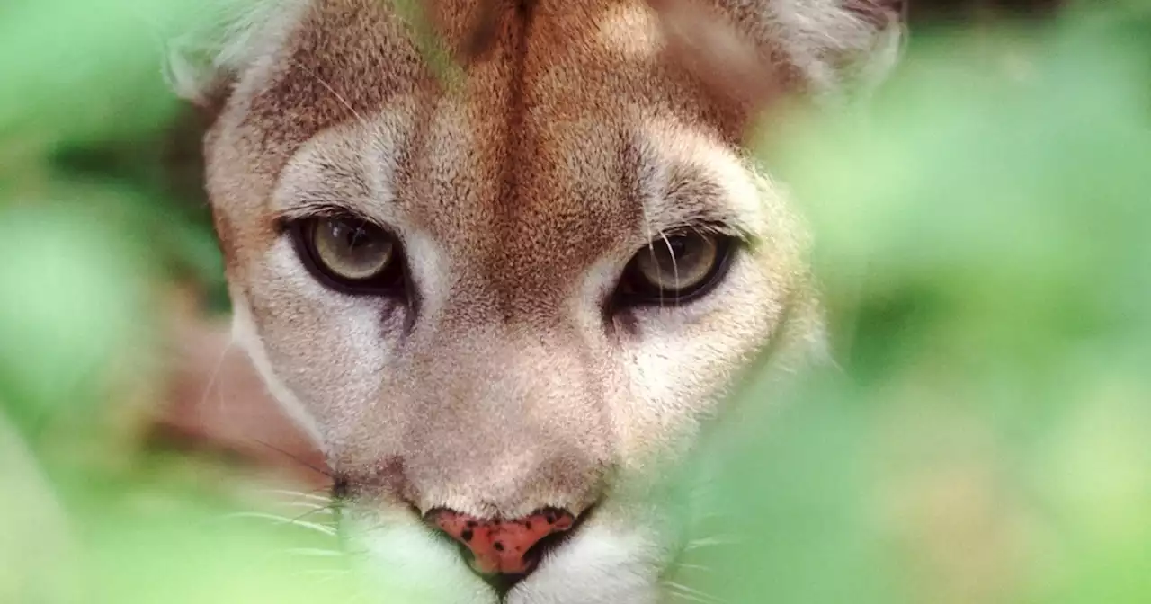 Montana Gov. Gianforte hunts, kills National Park Service-tracked mountain lion