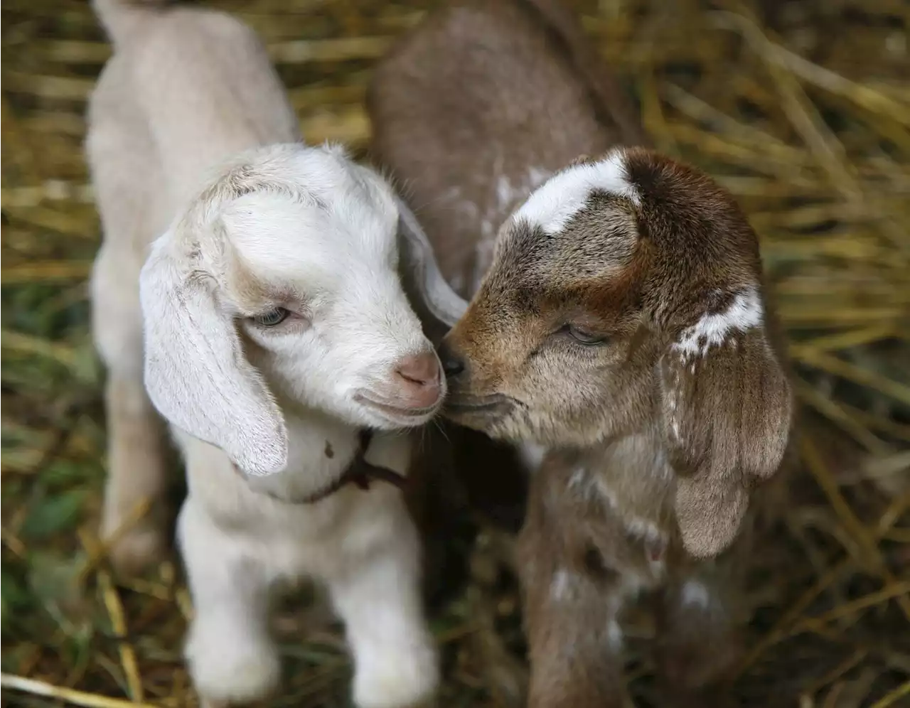 Ukraine's Kyiv Zoo welcomes baby goats—'nature does not stop'