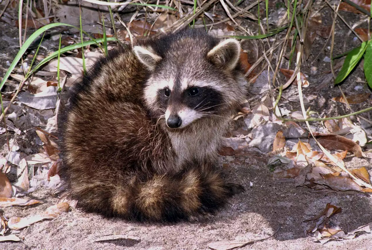 2 dogs attacked by rabid raccoons in N.J. town, officials say