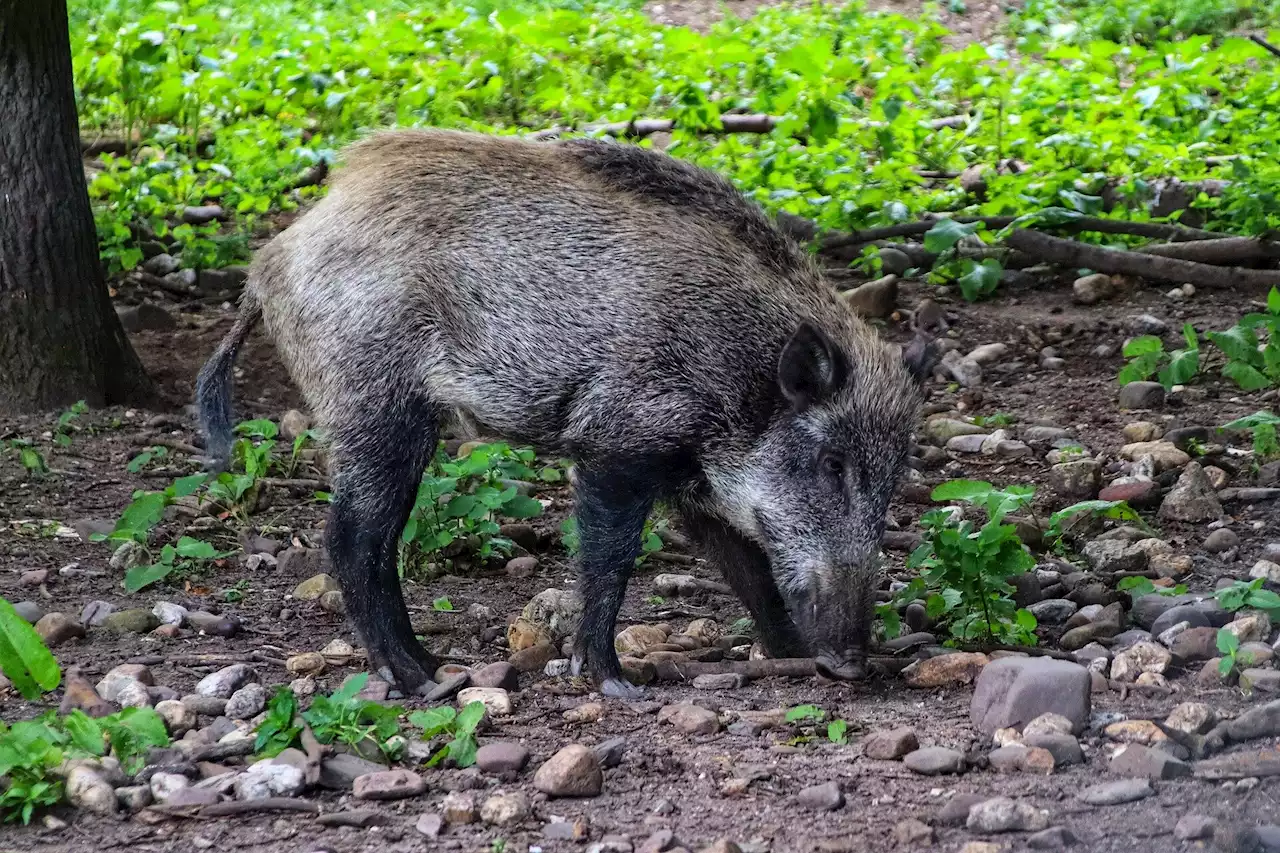 African swine fever outbreak in Poland found to likely influence forest dynamics for many years