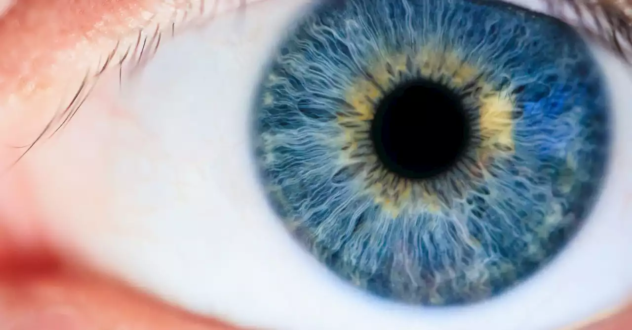 What Everyone Should Know About Human Vision