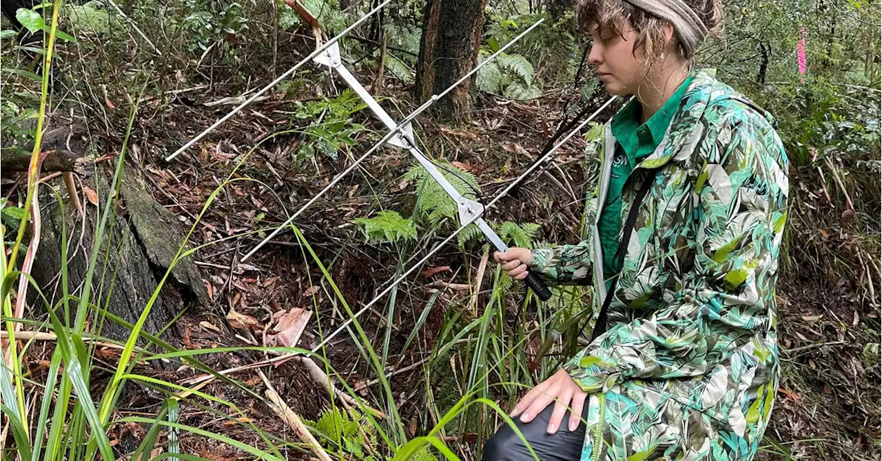 Scientist uses tiny trackers to keep tabs on funnel-web spiders