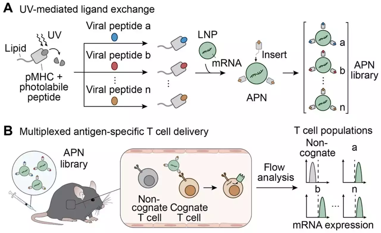 In vivo mRNA delivery to virus-specific T cells by light-induced ligand exchange of MHC class I antigen-presenting nanoparticles