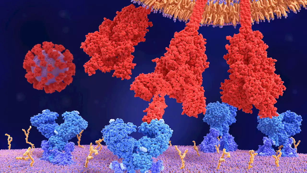 How omicron’s mutations make it the most infectious coronavirus variant yet