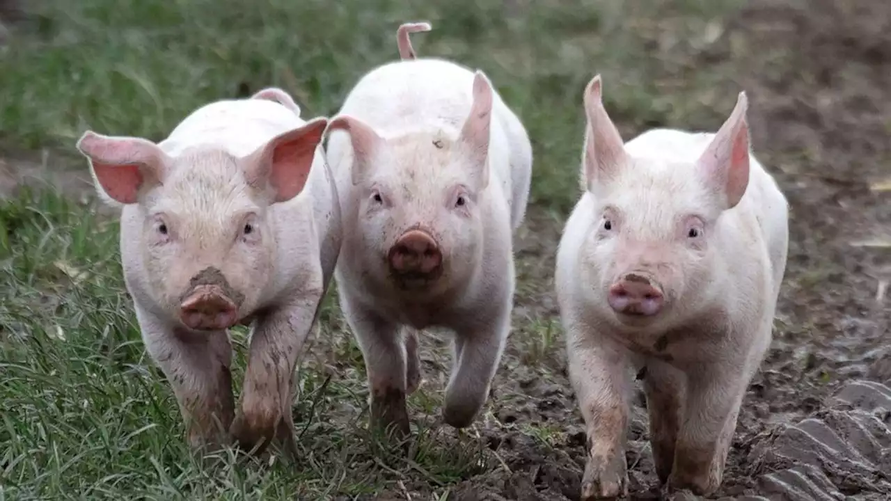 Pigs' grunts reveal how they're feeling, new analysis says