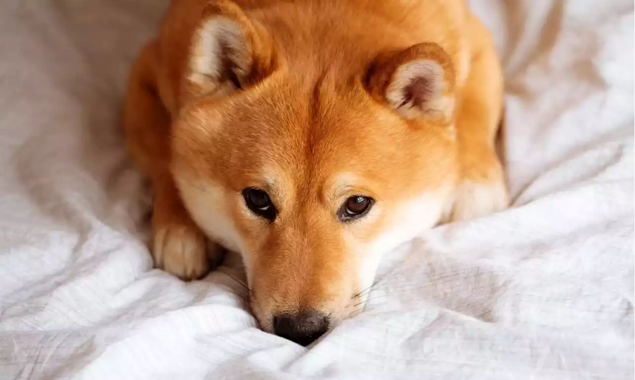 Shiba Inu NFTs (Shiboshis) Down 70% Since Their ATH