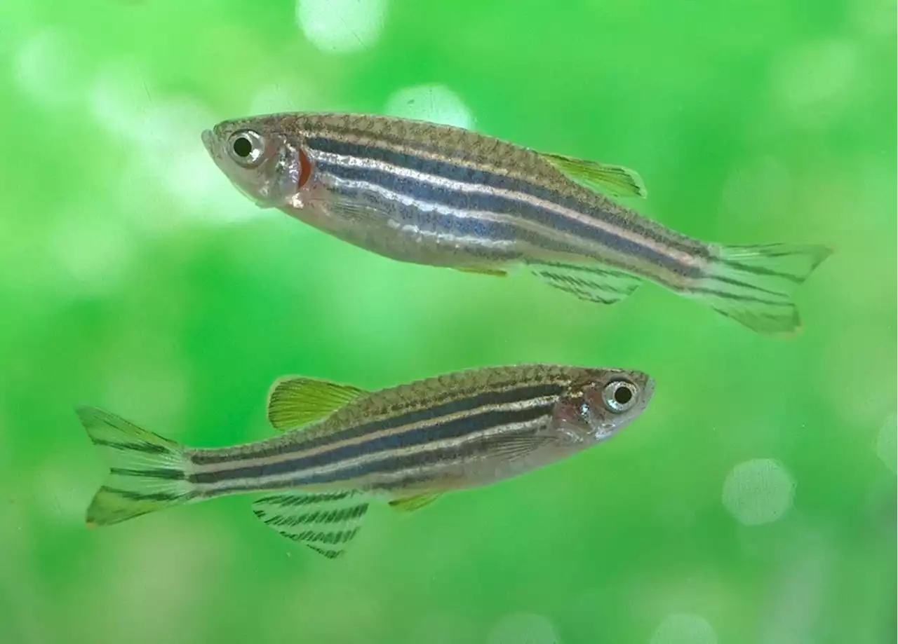 THE CONVERSATION: Zebrafish research reveals green rooibos tea’s anxiety-busting properties