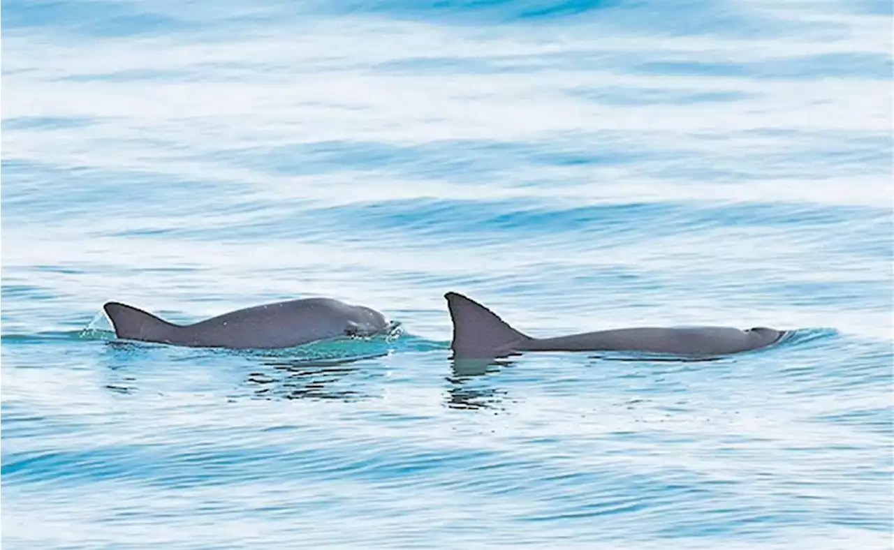 México le falla a la vaquita marina y la abandona