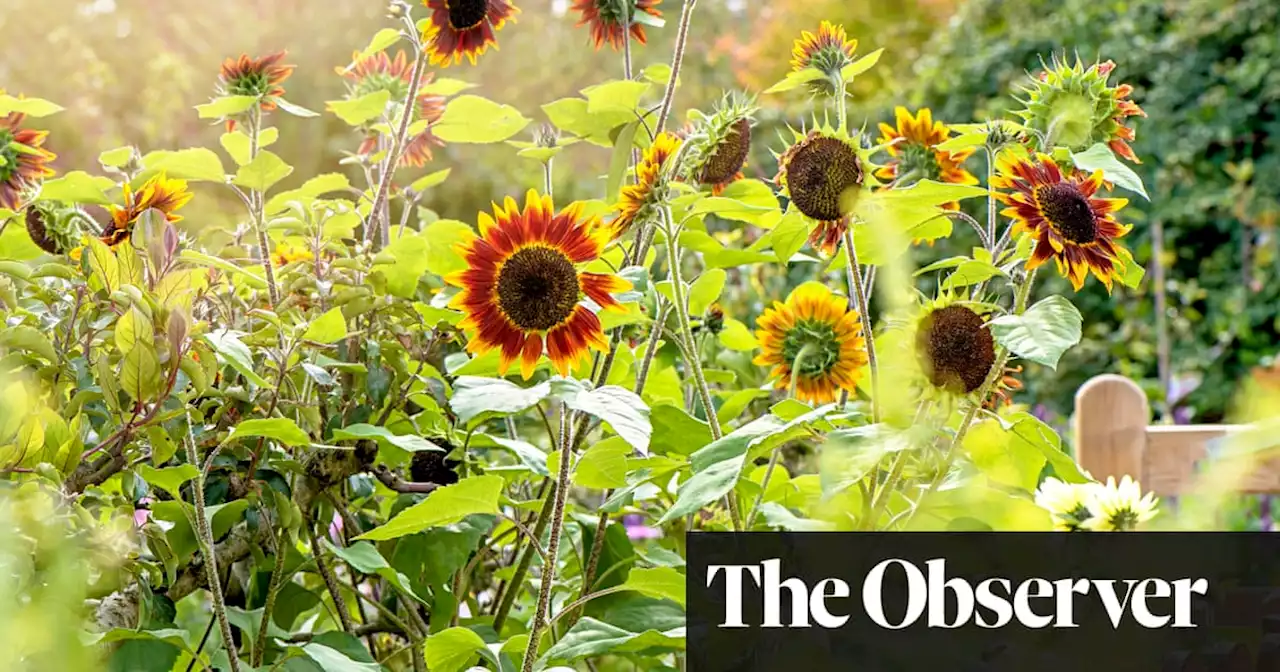 A sunflower for every garden