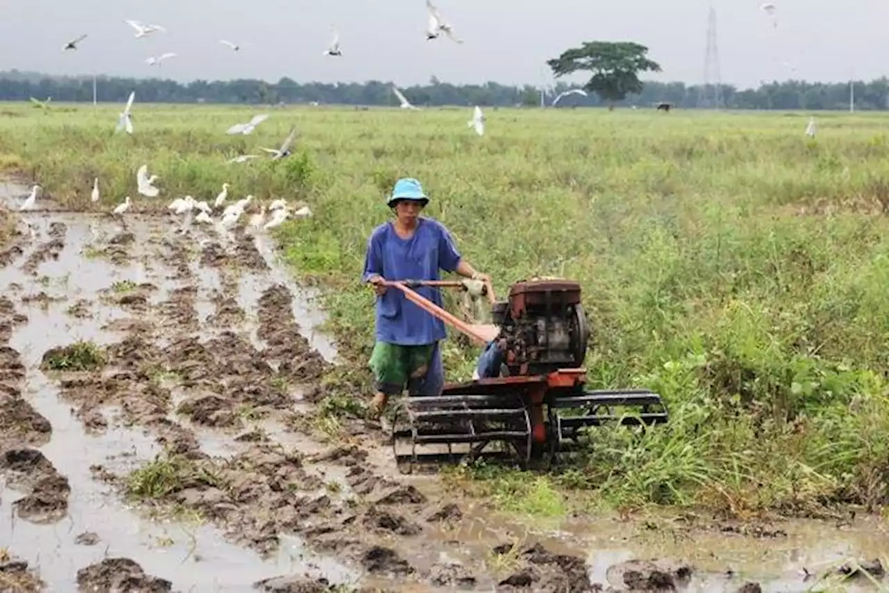 Farmers’ group slams gov’t report on PH’s unemployment decline