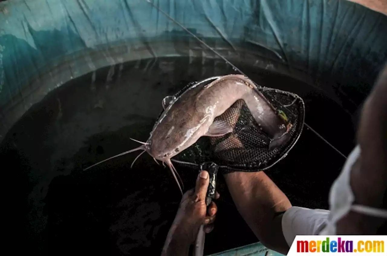 Foto : Budi Daya Ikan Lele di Lahan Kosong Kolong Tol Becakayu | merdeka.com