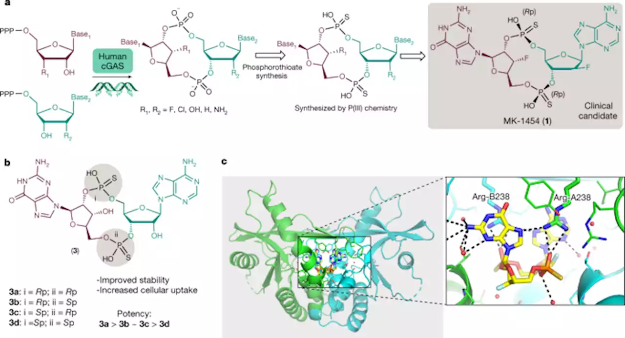 A kinase-cGAS cascade to synthesize a therapeutic STING activator - Nature