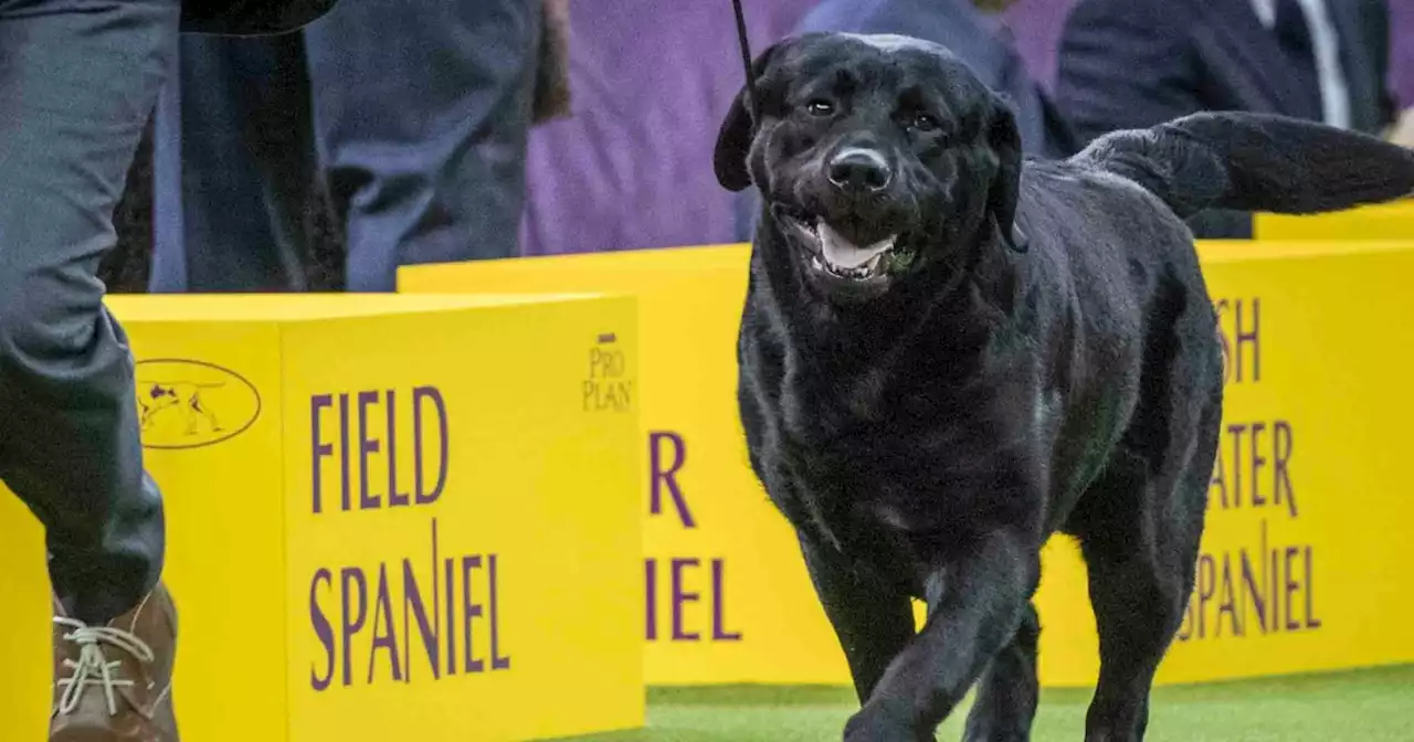 Labs still No. 1 dog breed in U.S., but poodles spring in popularity