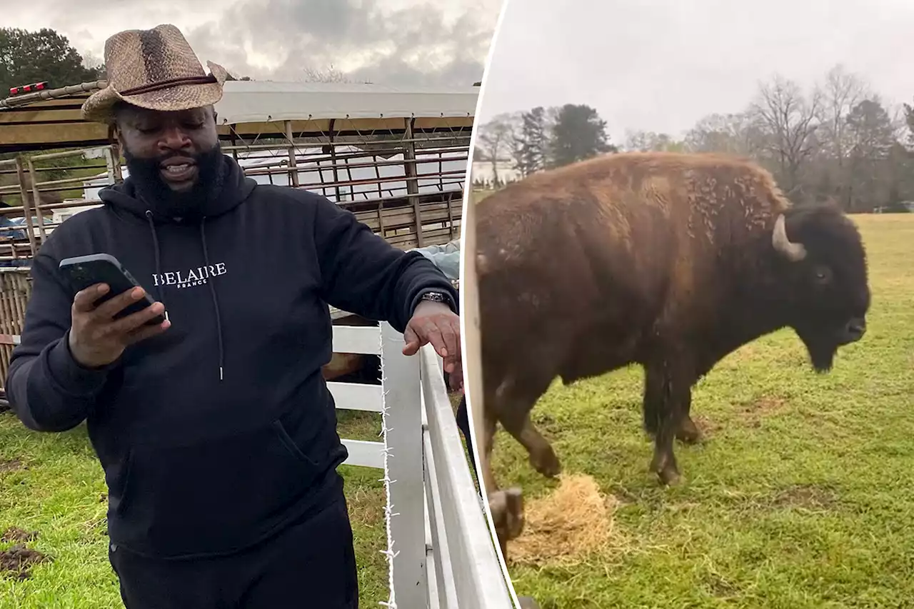 Rick Ross gifted two giant buffalos that weigh nearly 3,000 pounds