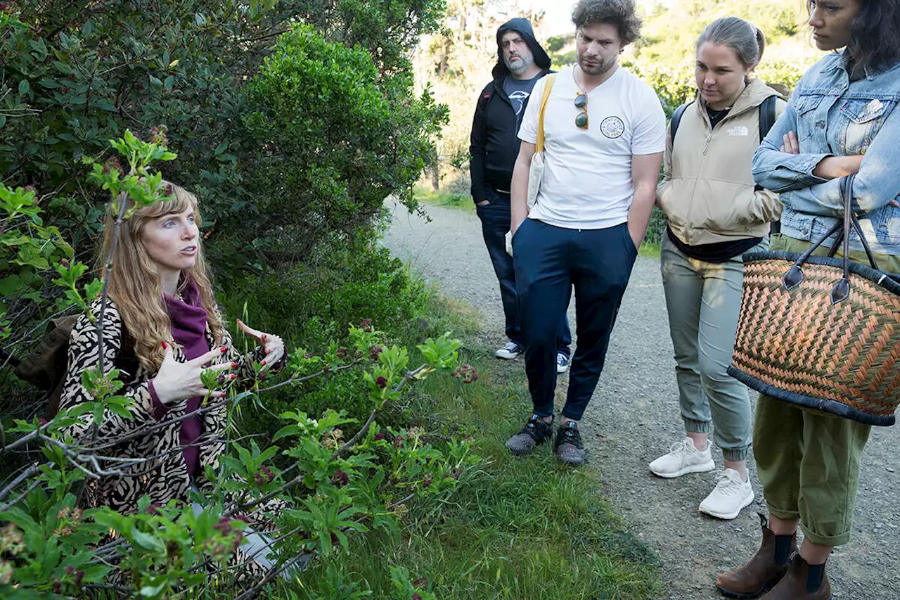 Foraging for wild food is booming in the Bay Area—but climate change could derail that - The San Francisco Examiner